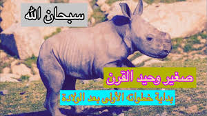 وحيد هزني ظلم الأعادي download. ØµØºÙŠØ± ÙˆØ­ÙŠØ¯ Ø§Ù„Ù‚Ø±Ù† ÙŠØ¨Ø¯Ø§ Ø§ÙˆÙ„ Ø®Ø·ÙˆØ§ØªÙ‡ Ø¨Ø¹Ø¯ Ø§Ù„ÙˆÙ„Ø§Ø¯Ø© Ø³Ø¨Ø­Ø§Ù† Ø§Ù„Ù„Ù‡ Youtube