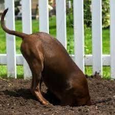 Best Outdoor Dog Toys For Dogs Alone Outside Outdoor Dog Toys Outside Dogs Dogs Digging Holes