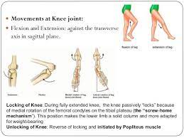 They act as a cushion between the bones of the shin . Our Bones Tell The Story The Screw Home Mechanism Movementum