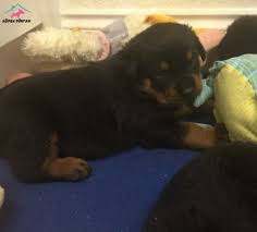 Satilik Rottweiler Fiyatlari Kopek Dunyasi