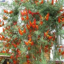 Image result for Lotus berthelotii