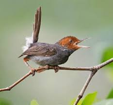Burung decu kembang little pied flycatcher is a species of bird in the family muscicapidae. Tips Memelihara Burung Prenjak Dan Perawatannya Agar Gacor