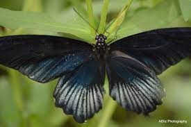 Dark Blue Black Butterfly With White Stripes Spots Dots Green Leaves Macro Black Butterfly Dark Blue Blue Black