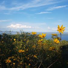 Image result for Bidens steppia