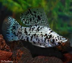 Mollies are easy to maintain, care, and beautiful in looks. Premium Male Dalmatian Sailfin Molly