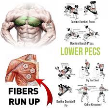 Home > blog > anatomy > chest anatomy: Lower Chest Exercises Lower Chest Workout Chest Workouts Fit Board Workouts