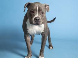 (2 days ago) visit your local phoenix petsmart store for essential pet supplies like food, treats and more from top brands. Adopt A Pet King And More Pets Up For Adoption In Phoenix Area Shelters