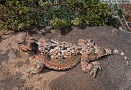 Black And White Lizard Arizona Desert Horned Lizard Desert Horned Lizard Phrynosoma Platyrhinos Arizona Lizard Horned Lizard Reptiles