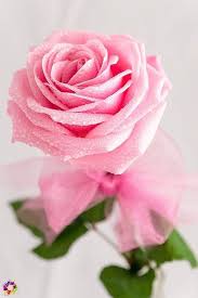 Pink Rose And Beautiful Image Beautiful Roses Love Rose Flowers
