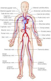 Main and largest artery in the human body, originating from the left ventricle and extending down to the abdomen, where it splits into two smaller arteries (common iliac arteries). Arteries Veins Fun To See Which Ones I Stick Coffeebeanweightlosspills In 2021 Arteries And Veins Medical Medical Transcription