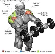 Pin De Oktay Sert Em All Set S Guia De Treino Exercicios De Musculacao Exercicios Para Ombros