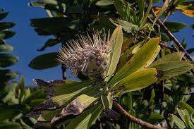 Image result for Protea gaguedi