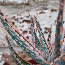 Image result for Aloe zebrina