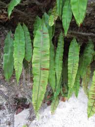 Image result for Oleandra