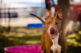Find and adopt a pet on petfinder today. 60mktmdq4mvssm