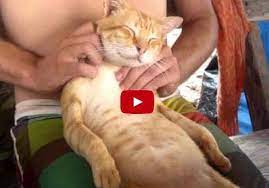 There S A Man Who Travels The World And Gives Stray Cats Massages Yes Massages Cat Massage Cats Cat Lovers