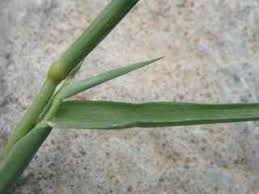 Image result for Chloris virgata