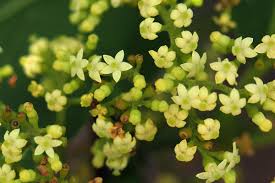 Image result for Afrocanthium lactescens