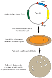 We did not find results for: Addgene Protocol Bacterial Transformation