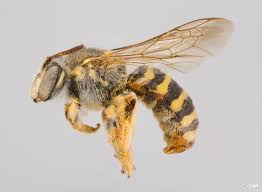 Image result for Lessertia macrostachya