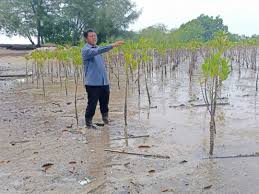 Ekosistem di taman paya bakau bandar semakin pulih. 400 Hektar Hutan Paya Laut Bakal Diwarta Sebagai Hutan Simpan Kekal Utusan Digital