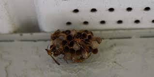 Eliminator's pest control provides green pest control services for homes and offices. What Wasps Are Found In Florida Problem Solved Pest Control