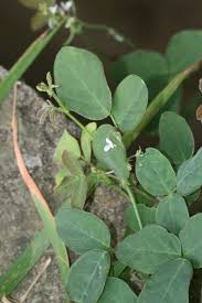 Image result for Desmodium scorpiurus