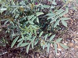 Image result for Tephrosia purpurea