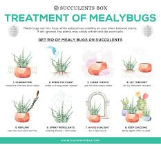How To Get Rid Of Mealybugs On Succulents Mealy Bugs Succulents Plant Bugs