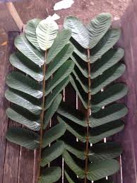 Steven nugraha kaligis alias tepeng dari steven & coconut treez meninggal dunia. Daun Ketepeng Steemkr