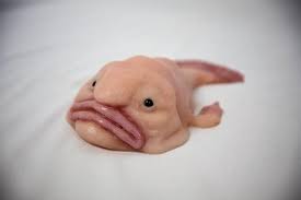 Maybe you would like to learn more about one of these? Platin Silikon Blobfish Prop Cool Schreibtisch Artikel Etsy