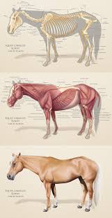 Scientific Illustration 2020 Hayvan Anatomisi Hayvan Bilimi Hayvan Cizimi