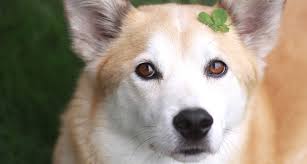 Another reference would be pop culture names for your white dog, such as casper, jon snow, white walker, snoopy, and ice cube. Irish Dog Names 100 Cute And Creative Irish Names For Your Pup Bechewy