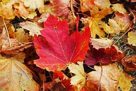 Check spelling or type a new query. Hd Wallpaper Fall Foliage Maple Leaf Autumn Leaves Fall Color Colorful Wallpaper Flare