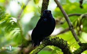 Image result for Priva flabelliformis