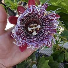 Purple Tiger Passiflora Passiflora Phoenicea Ruby Glow X P Quadrangularis Gardening Garden Diy Home Flowers Roses Passion Flower Passiflora Flowers
