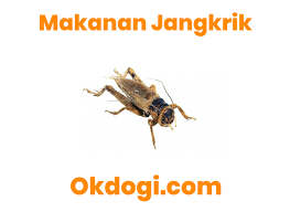 6 Menu Makanan Utama Untuk Ternak Jangkrik Mantap
