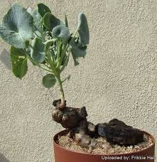 Image result for Senecio milanjianus