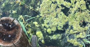 Här samlar vi alla artiklar om algblomning. Algblomning I Sodra Ostersjon Och Oresund Oland Gotland Skane Blekinge Smaland Ostergotland Miljopaverkan Havs Och Vattenmyndigheten