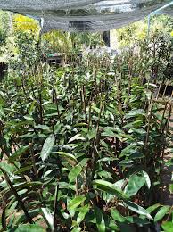 Peringkat awal penjagaan anak pokok durian. Kalau Tanam Anak Pokok Durian Di Rumah Ikut Cara Penjagaan Ini Supaya Pokok Hidup Subur Berbuah Vanilla Kismis