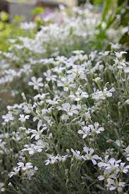 Succulent ground cover with white flowers. White Ground Cover Flowers Ground Cover Flowers Small White Flowers Ground Cover