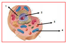 We did not find results for: Kumpulan Soal Dan Kunci Jawaban Pts Ipa Smp Kelas 7 Semester Genap Didno76 Com