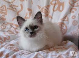 Chatons Femelles Sacre De Birmanie Blue Point Loof Achat Vente Animaux Tours Sacre De Birmanie Chats Adorables Annonce Chien