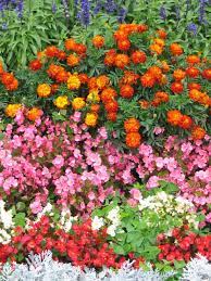 Public Domain Images Begonia French Marigold Begonia French Marigold Jpg Begonia Outside Plants Annual Flowers