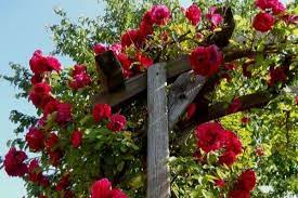 I have fertilized every 2 weeks and all i have is foliage. 10 Beautiful Climbing Flower Vines Urban Garden Gal