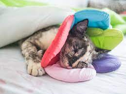 Cone Alternatives How To Stop Your Pet From Licking Wounds Healthy Paws Pet Insurance