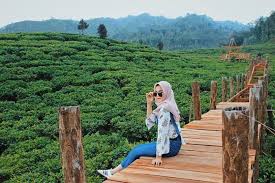 4 Spot Foto Instagenic Di Kebun Teh Gambir Sering Jalan
