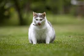 We had a cat that had cancer, and maintaining weight was always a problem. Why Is My Cat Gaining Weight Best Cat Food For Overweight Cats