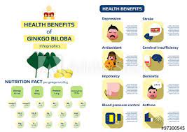 Side effects include nausea, vomiting, headache. Health Benefits Of Ginkgo Biloba Infographic Stock Vector Adobe Stock