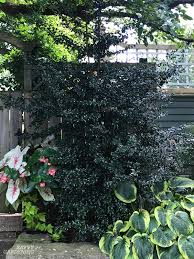 After figuring out your main reason for planting and how high you want your hedge, the next step is korean boxwood grows 4' to 6' wide in the wild and can be trimmed to fit smaller spaces. The Best Trees For Privacy Screening In Big And Small Yards